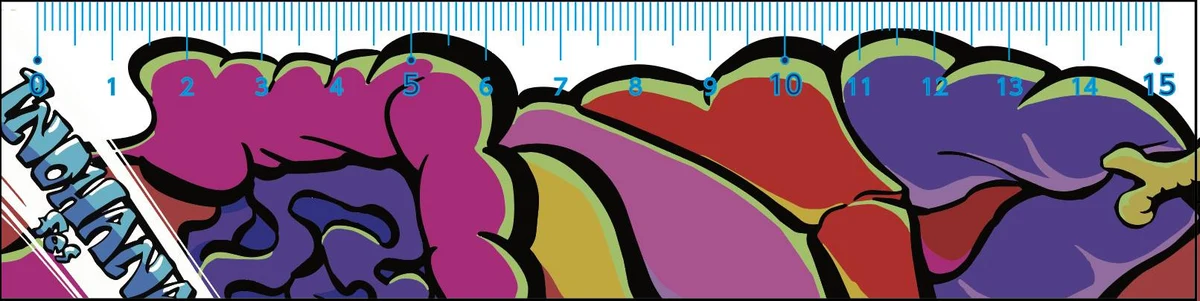 脳や臓器のイラストがデザインされた15センチの定規「臓器定規」
